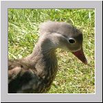 Anatidae spec - Ente 01c.jpg